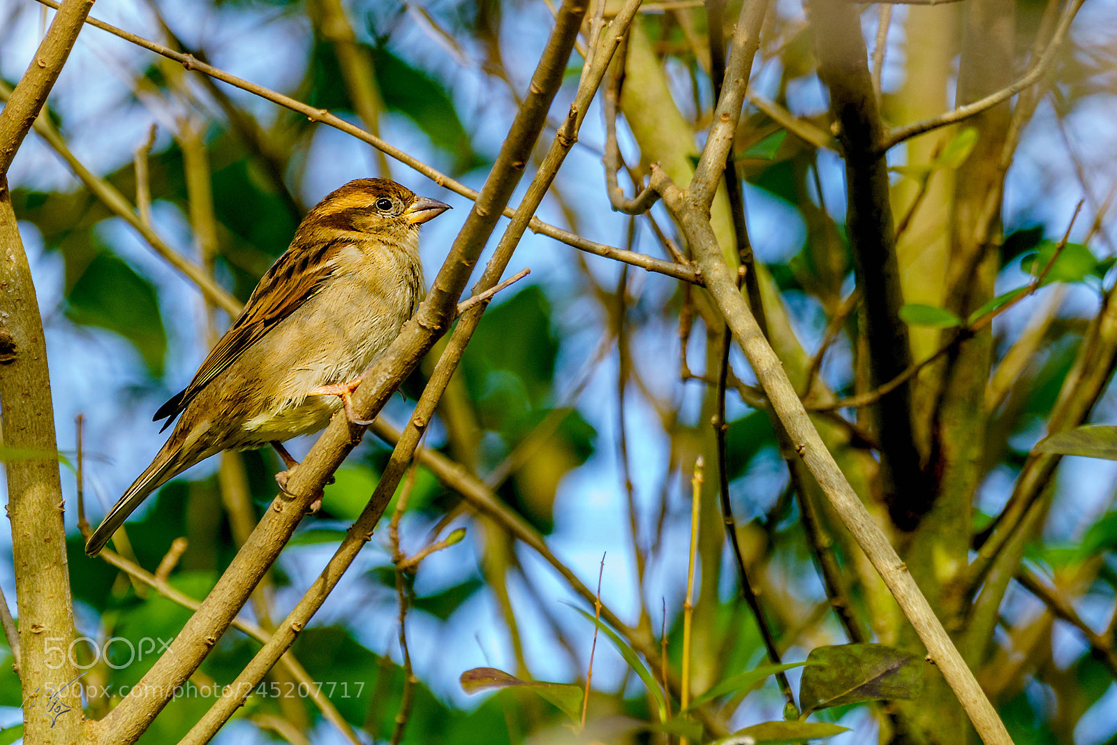 Sony a7R II sample photo. Sparrow feb photography