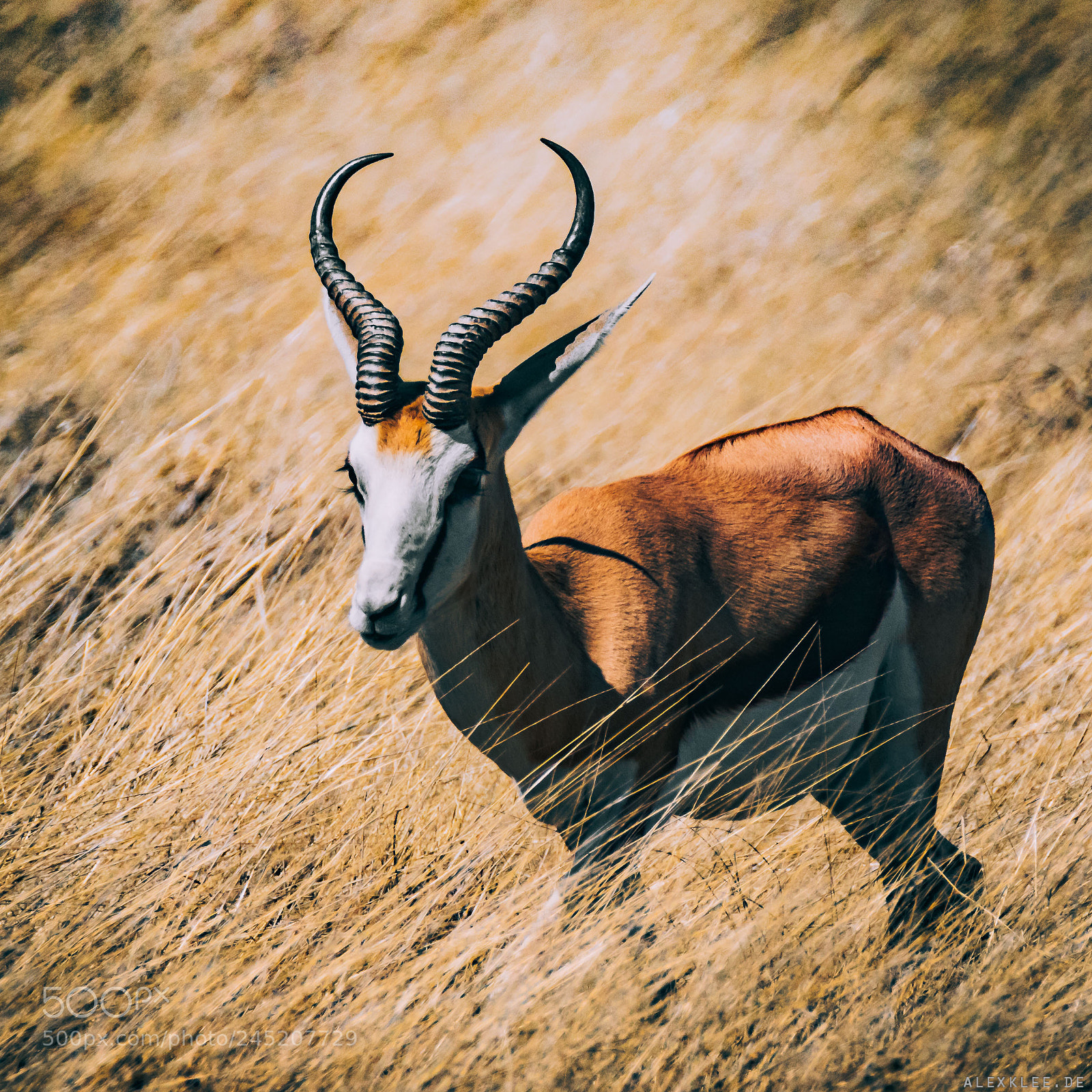 Canon EOS 7D Mark II sample photo. The springbok - once photography