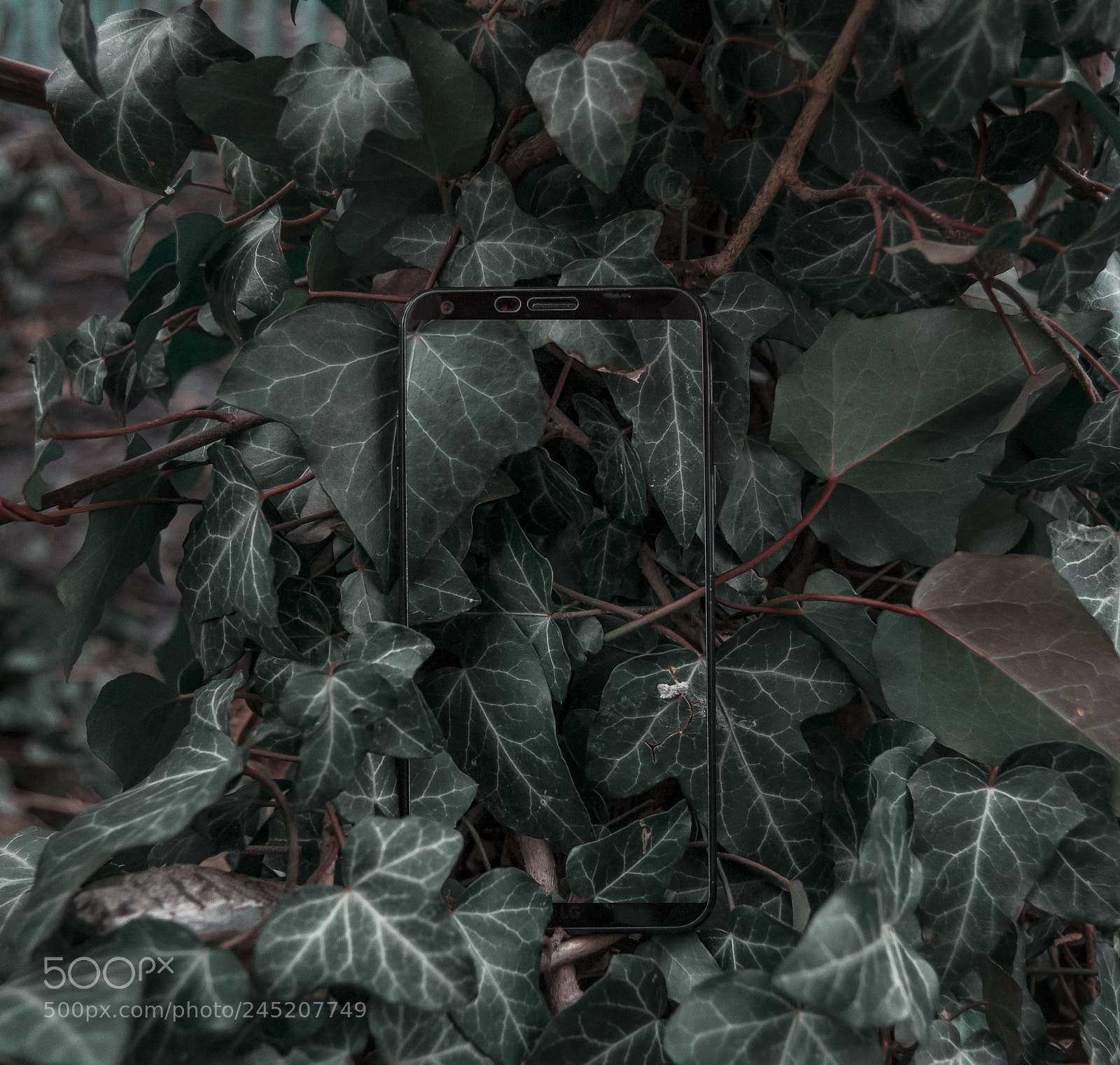 Nikon D3100 sample photo. Безграничный photography
