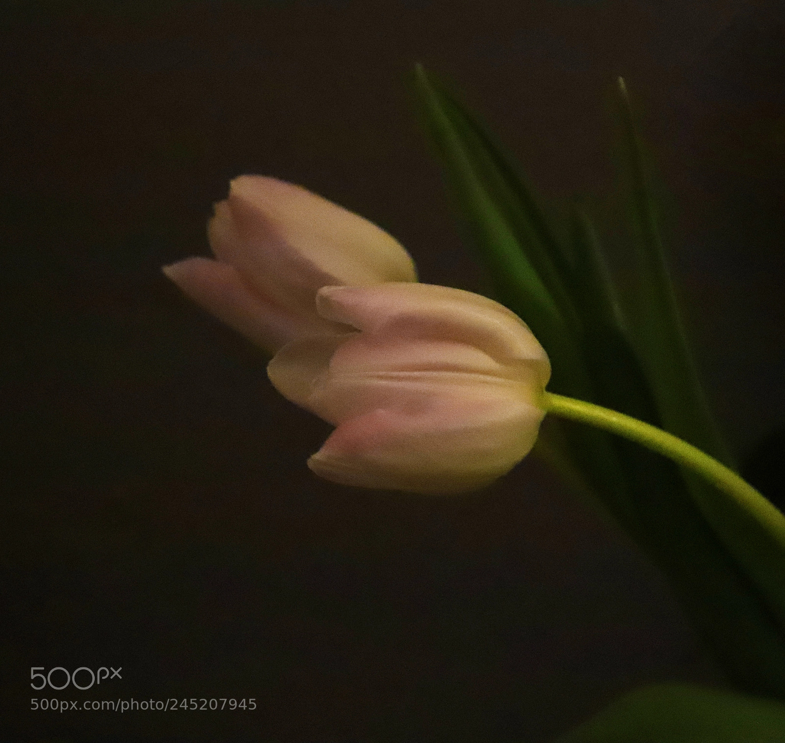 Canon EOS 6D Mark II sample photo. Twosome photography