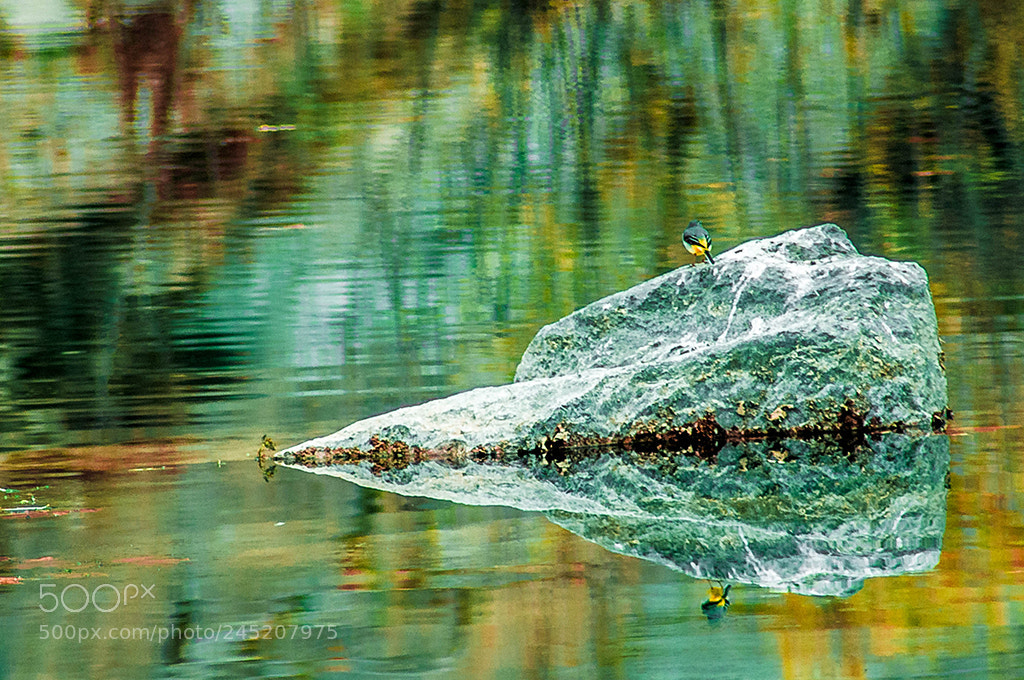 Nikon D90 sample photo. Symphony of nature photography