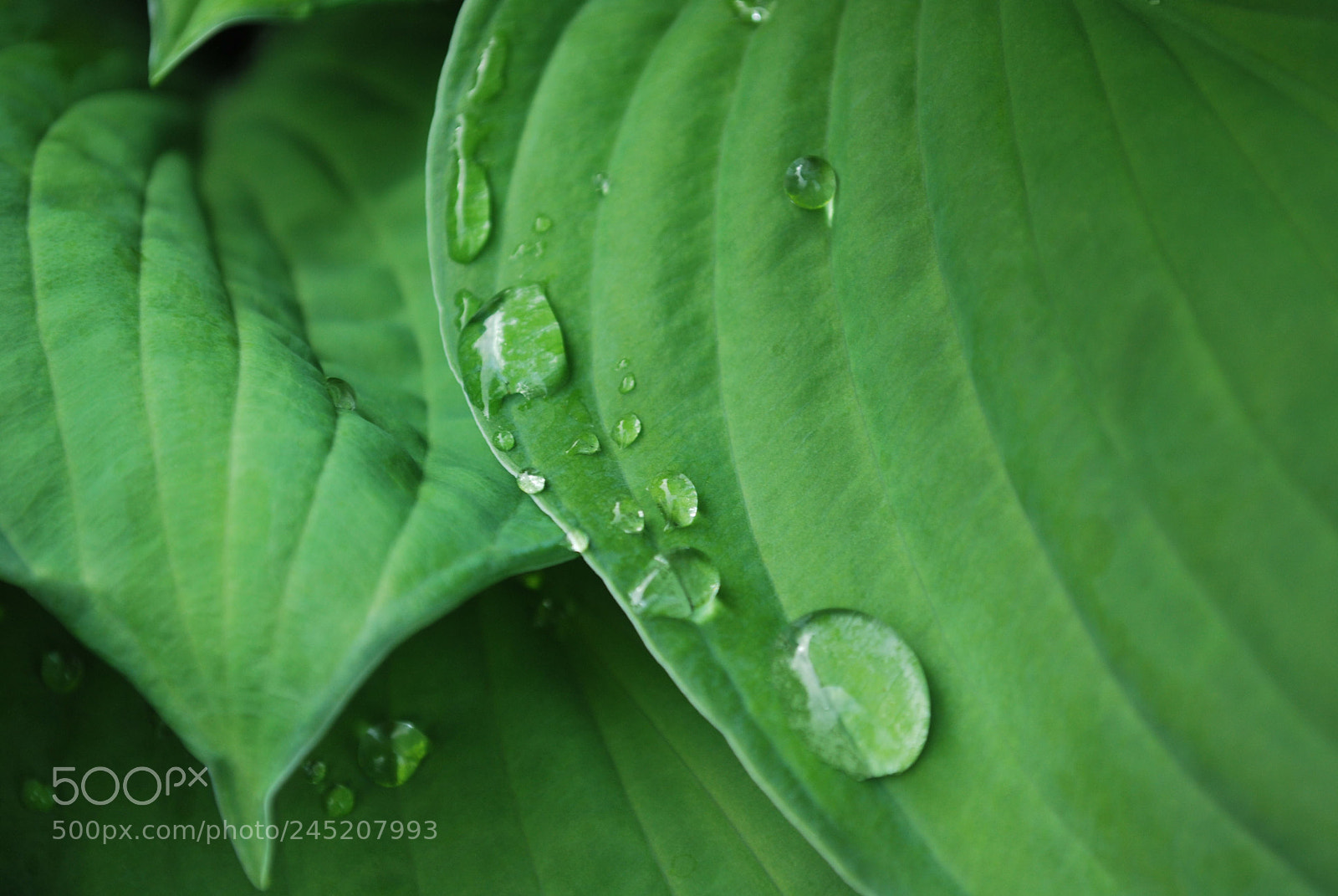Nikon D60 sample photo. Water side no : 1 photography