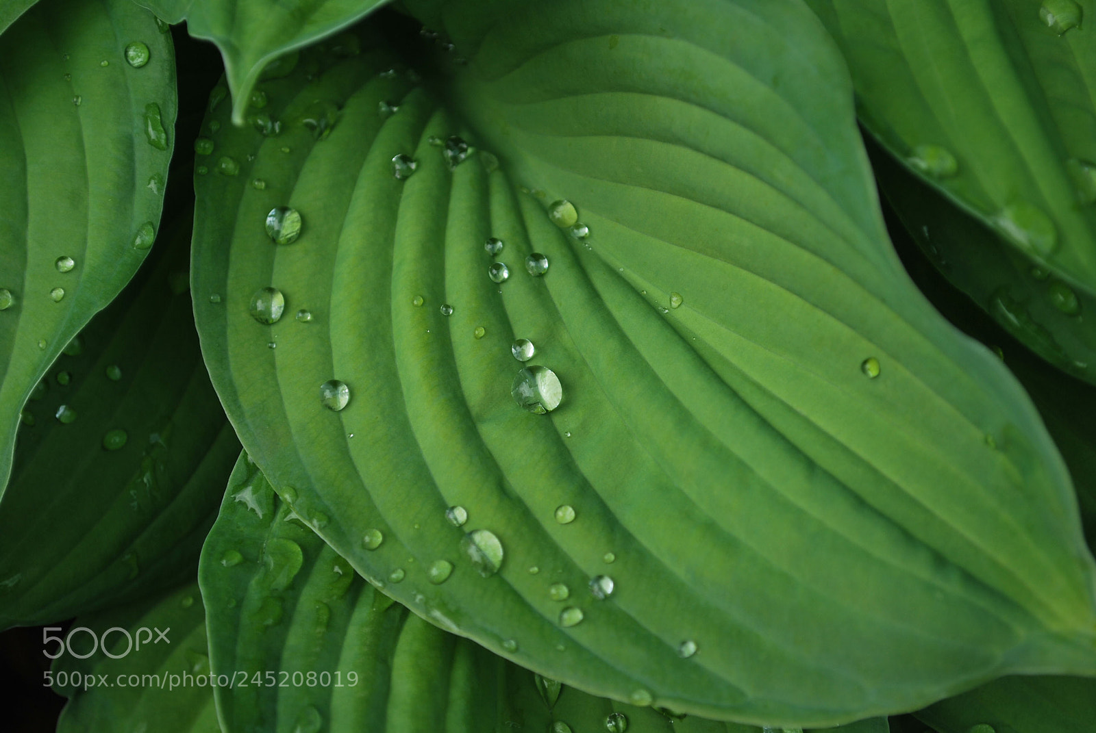 Nikon D60 sample photo. Water side no : 3 photography