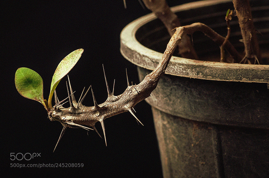 Nikon D90 sample photo. Persistence photography
