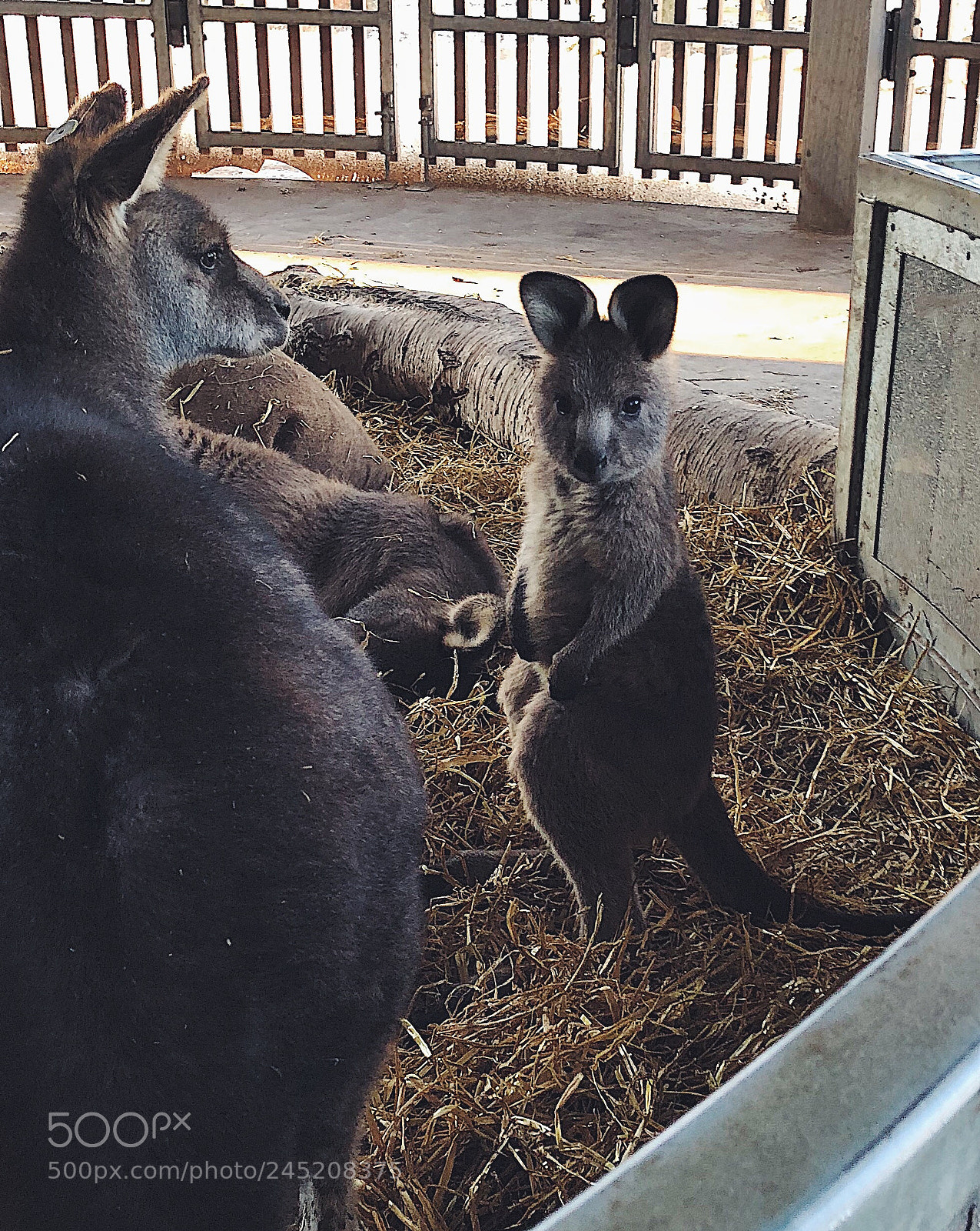 Apple iPhone 8 Plus sample photo. Baby kangaroo photography