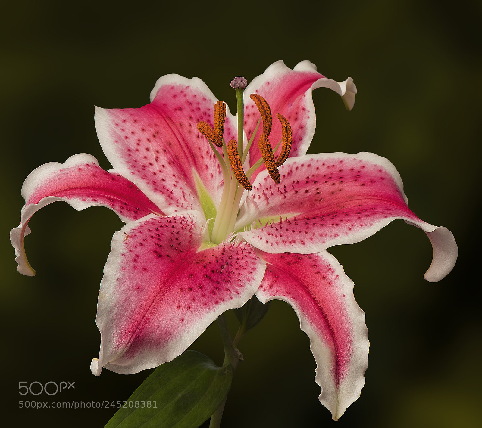 Nikon D810 sample photo. Stargazer lily photography