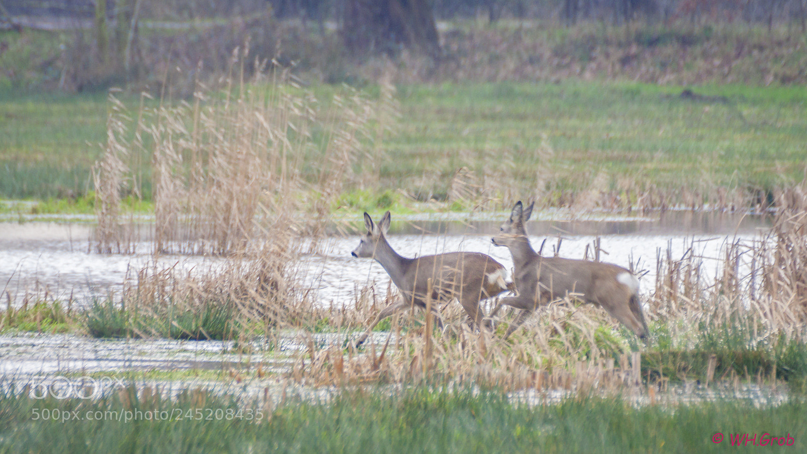 Canon EOS 50D sample photo. Kopie photography