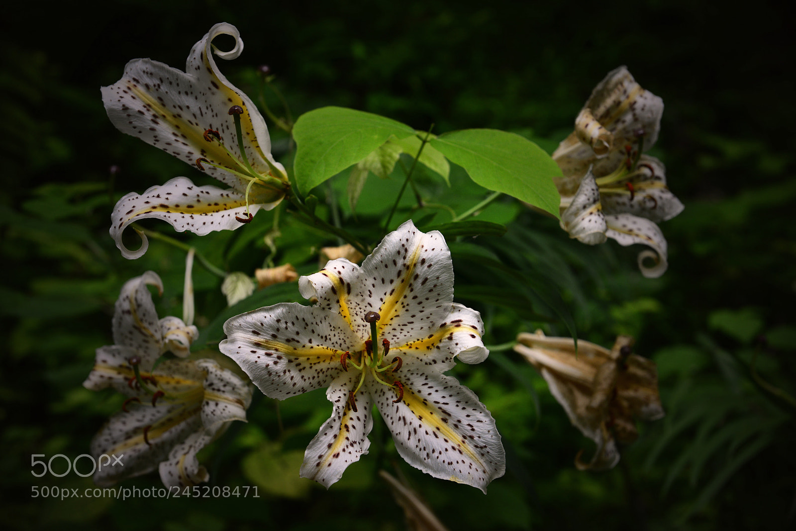 Nikon D800 sample photo. Kamakura lily photography