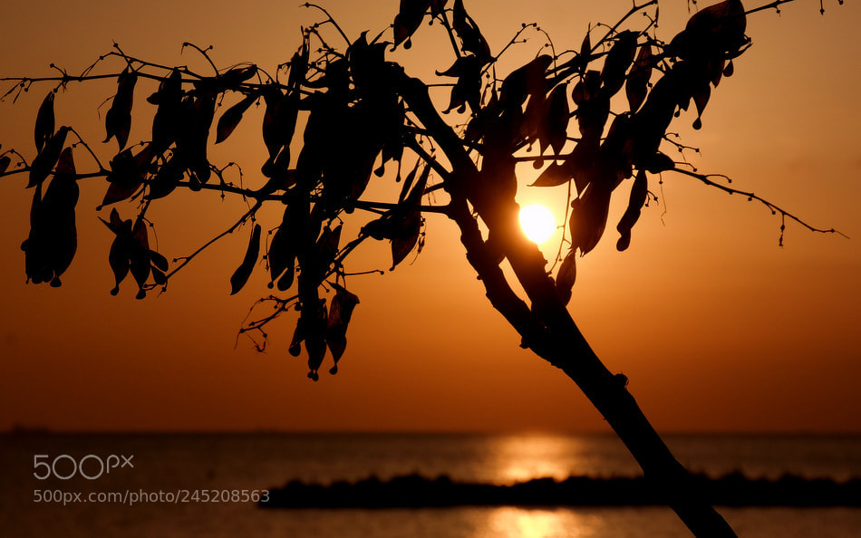 Samsung NX30 sample photo. ... photography