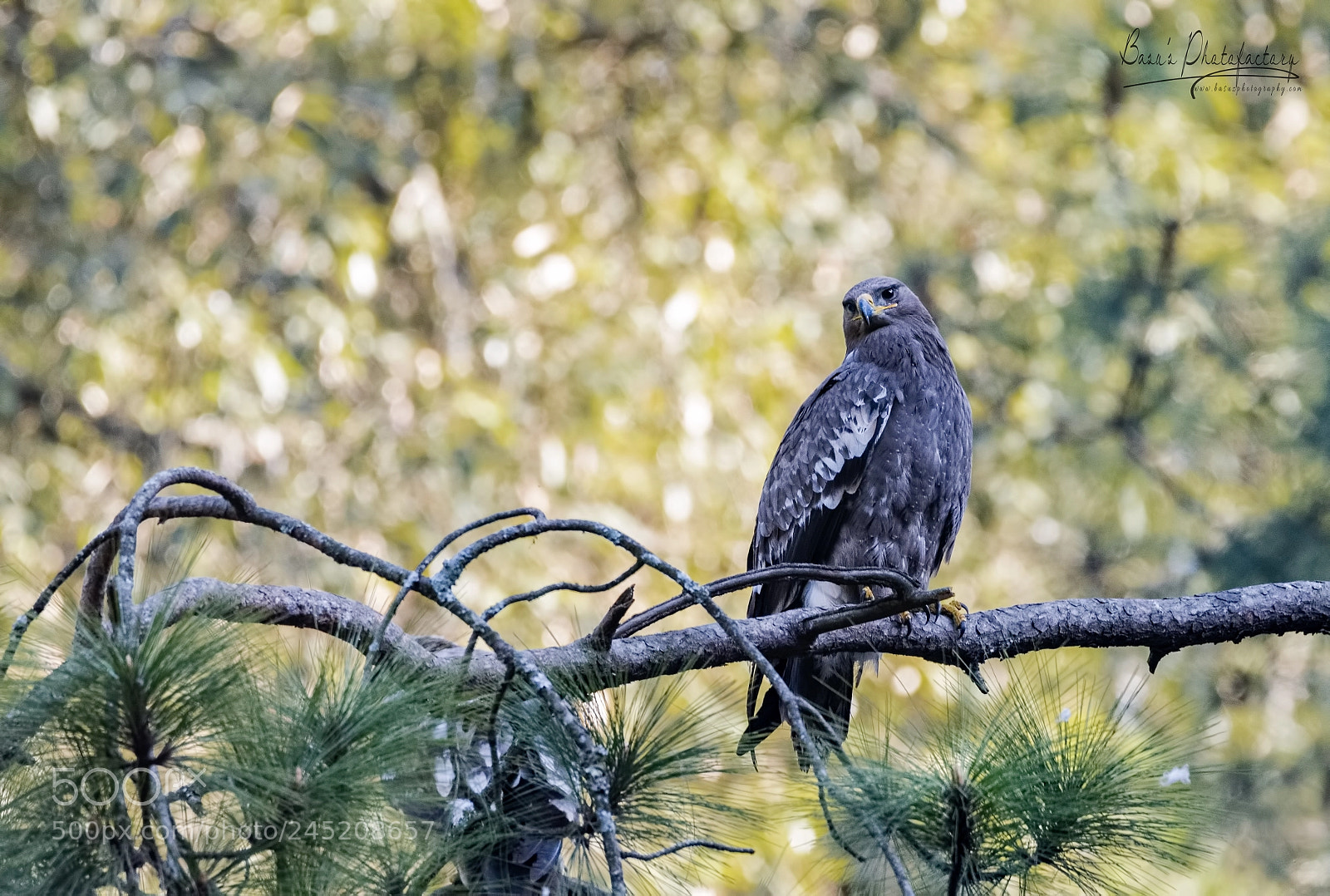 Nikon D810 sample photo. Solitude - steppe eagle photography