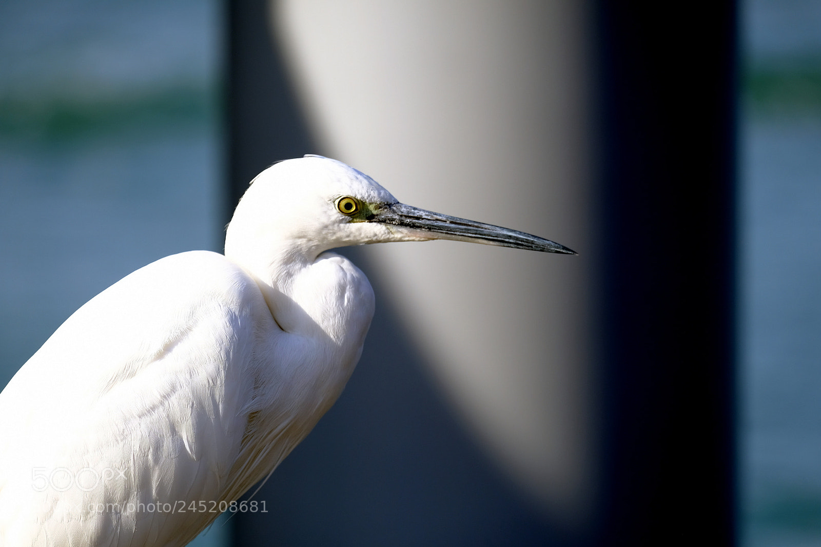 Fujifilm X-T2 sample photo. Also egrets wait for photography