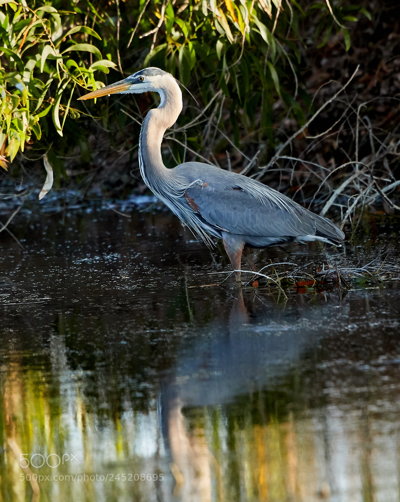 Canon EOS-1D X Mark II sample photo. 02-06-18-0002374.jpg photography