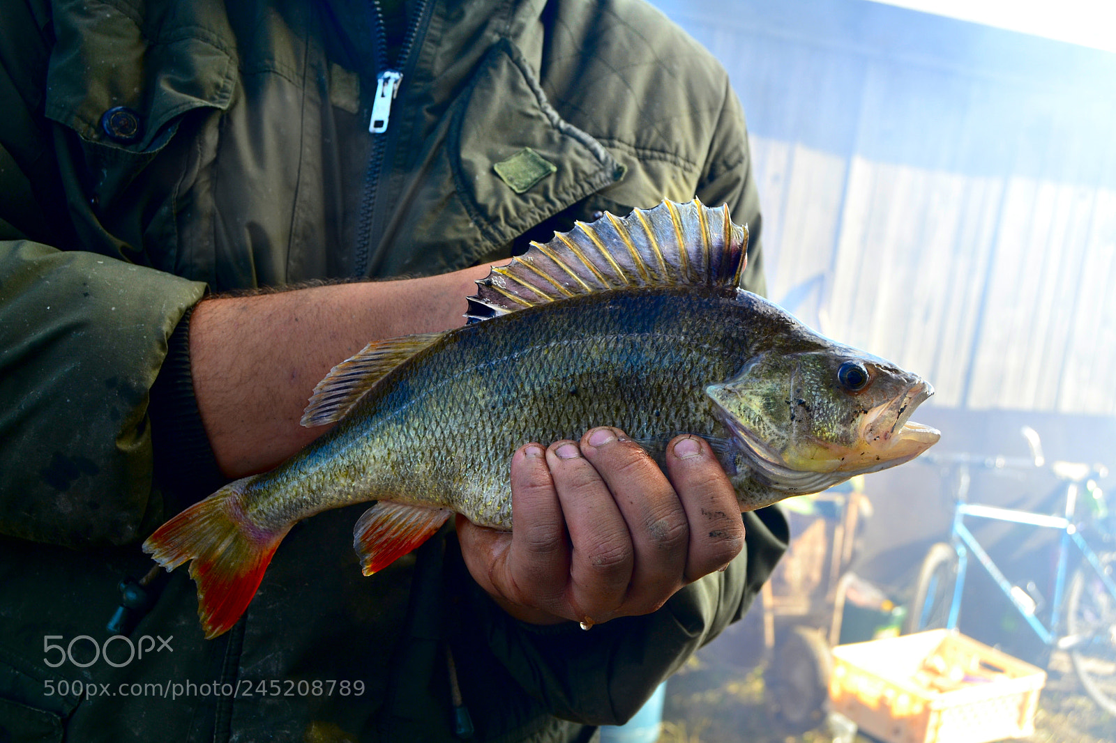 Nikon D3100 sample photo. Fish (perca fluviatilis) photography