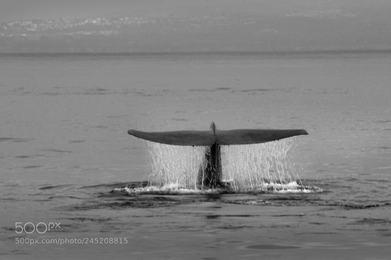 Canon EOS 20D sample photo. Whaletailtwk photography