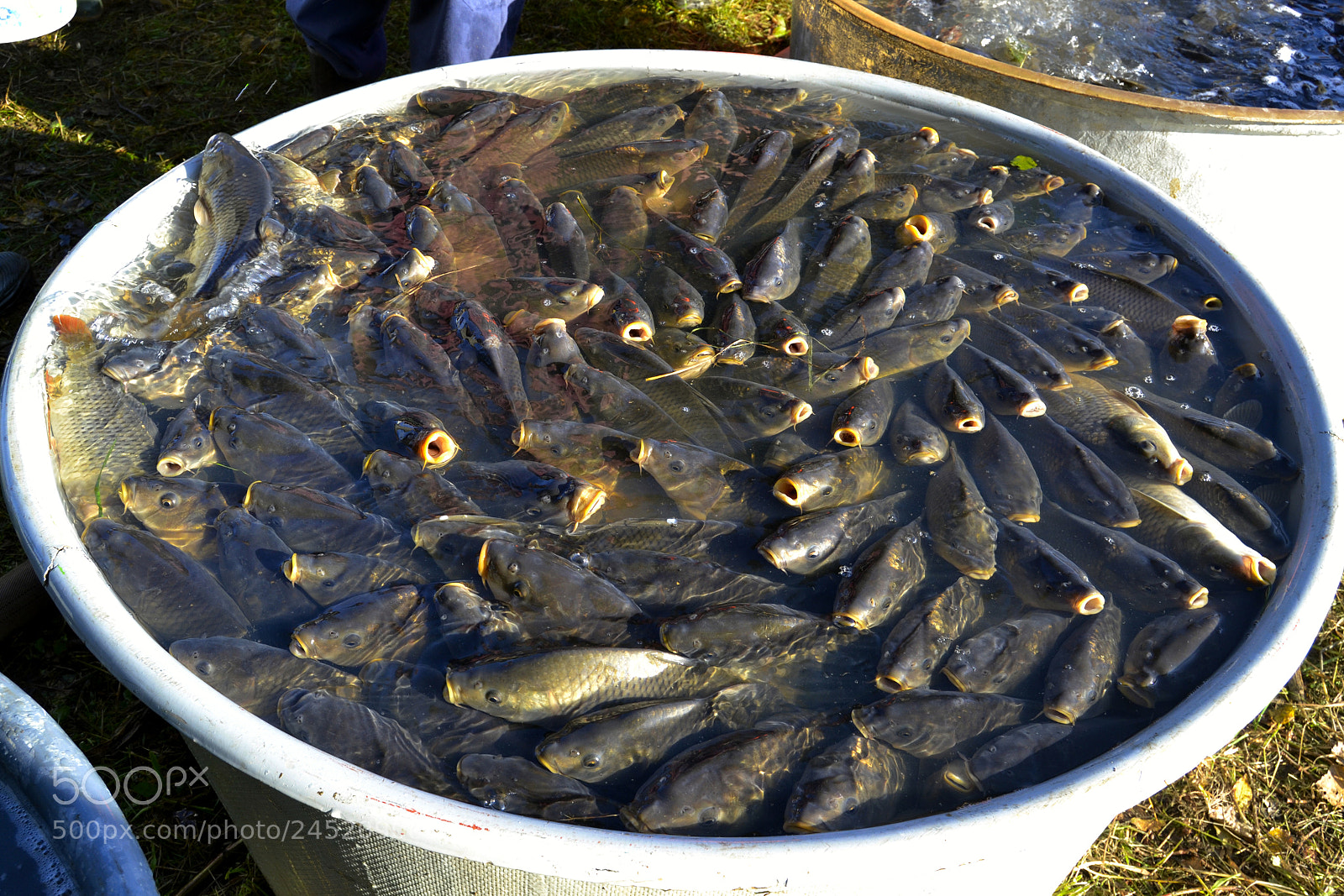 Nikon D3100 sample photo. Carps (cyprinus carpio) photography