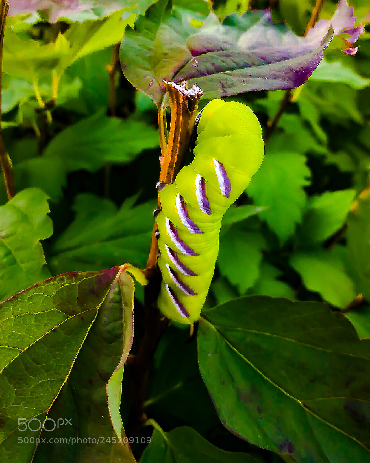 Apple iPad Air sample photo. Amazing nature upclose photography
