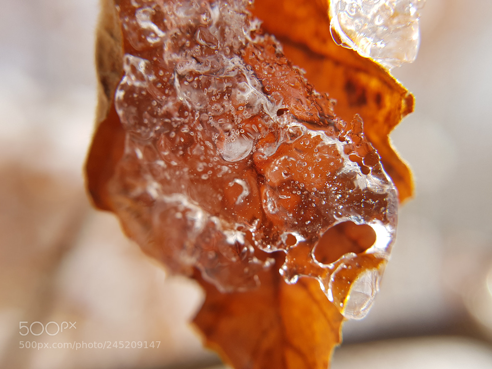 Samsung Galaxy S8+ sample photo. Ice sheated leaf photography