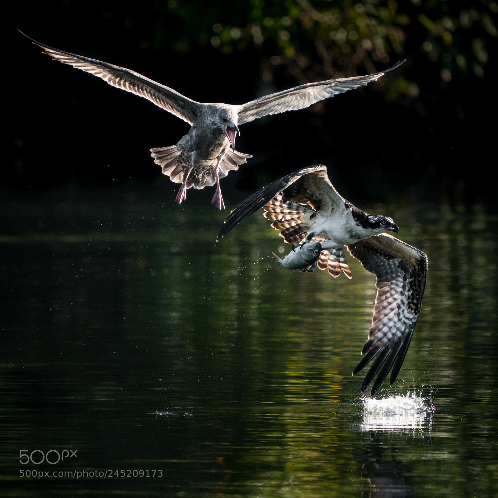 Sony a9 sample photo. Osprey vs. gull iii photography