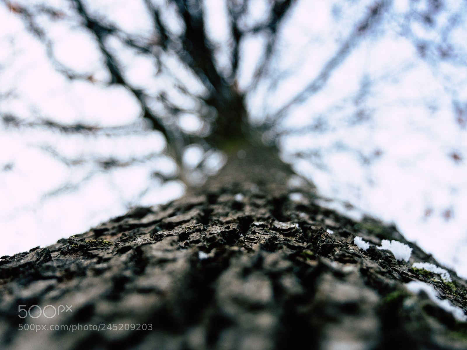 Panasonic Lumix DMC-GH4 sample photo. A tree's look photography