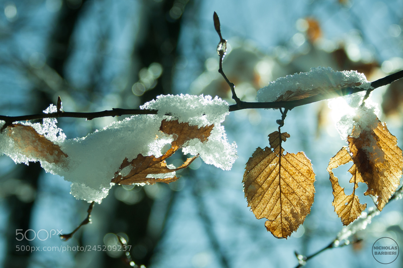 Canon EOS 1000D (EOS Digital Rebel XS / EOS Kiss F) sample photo. Sunlight in the snow photography