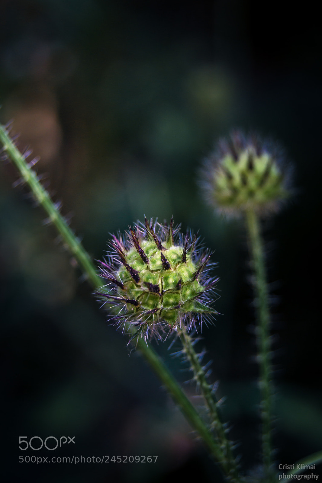 Nikon D3100 sample photo. Spikes photography