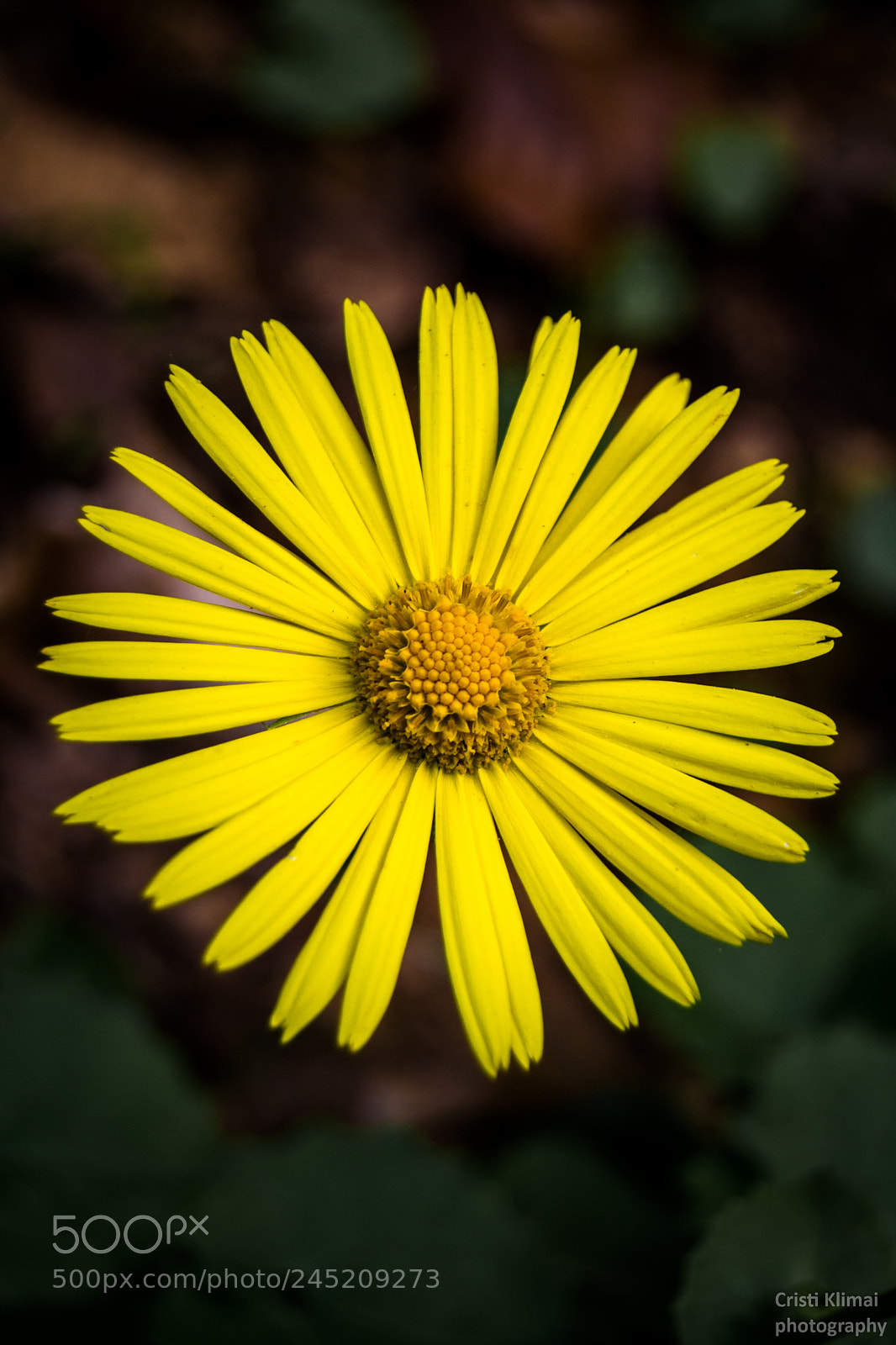 Nikon D3100 sample photo. Sun twin photography