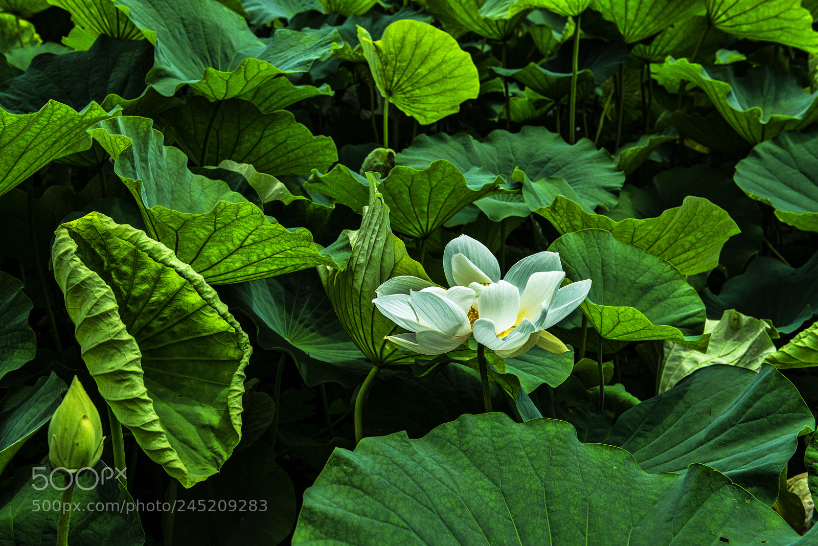 Nikon D800 sample photo. Kamakura lotus 2 photography