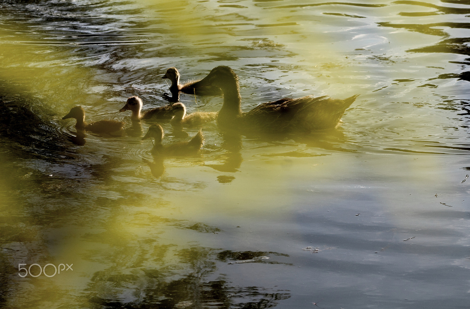 Canon EOS 1100D (EOS Rebel T3 / EOS Kiss X50) + EF75-300mm f/4-5.6 sample photo. Familia photography