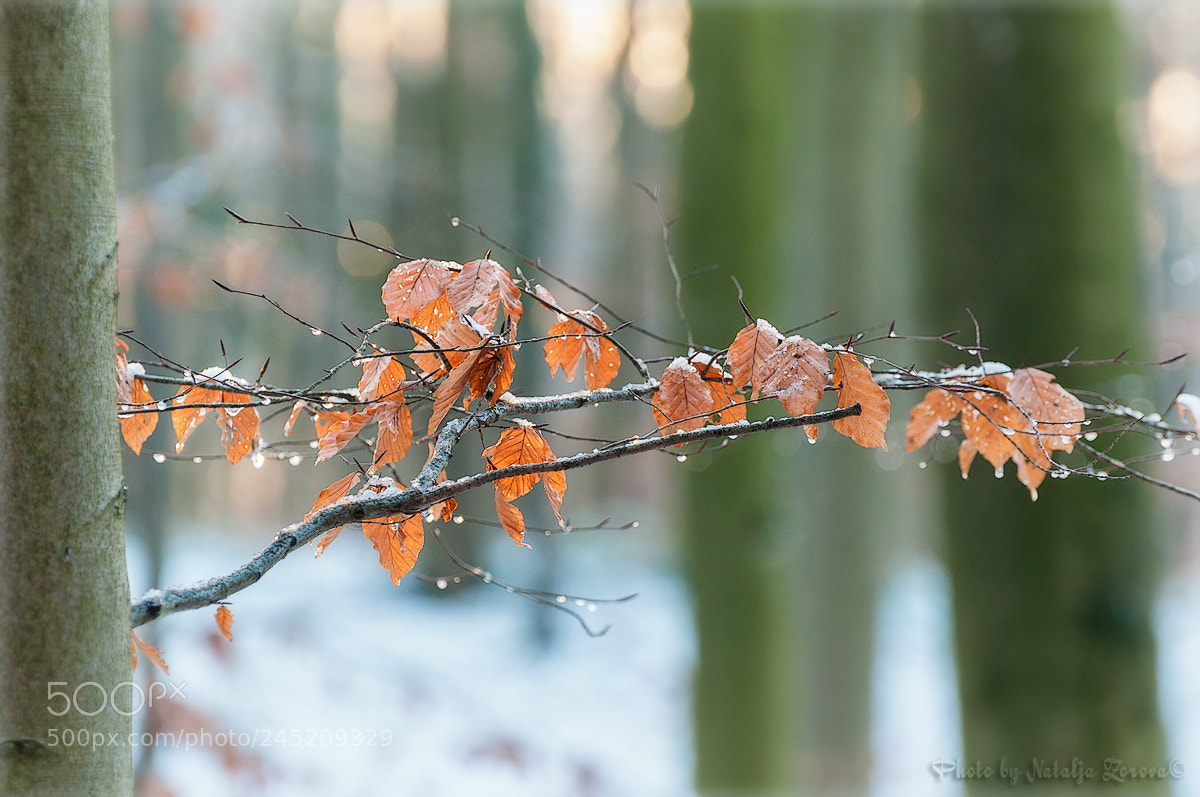 Nikon D5000 sample photo. January patterns photography
