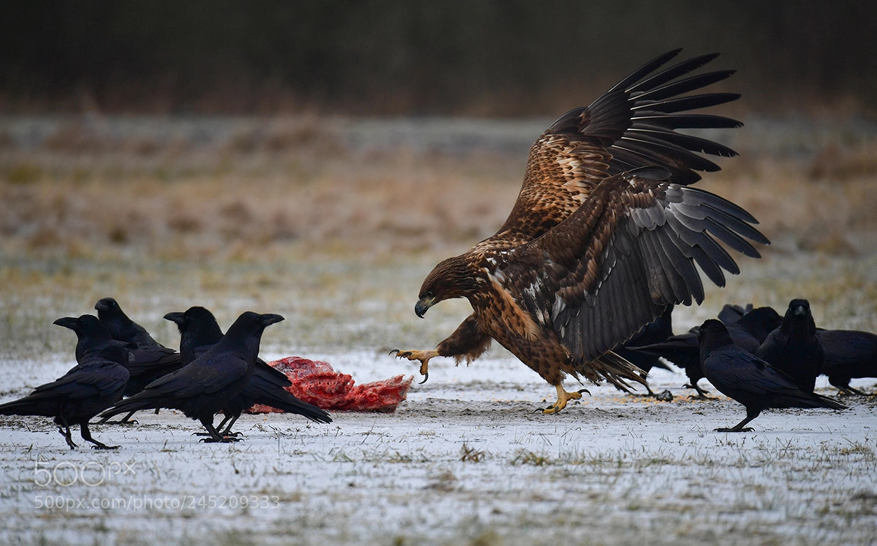 Nikon D5 sample photo. The prey photography