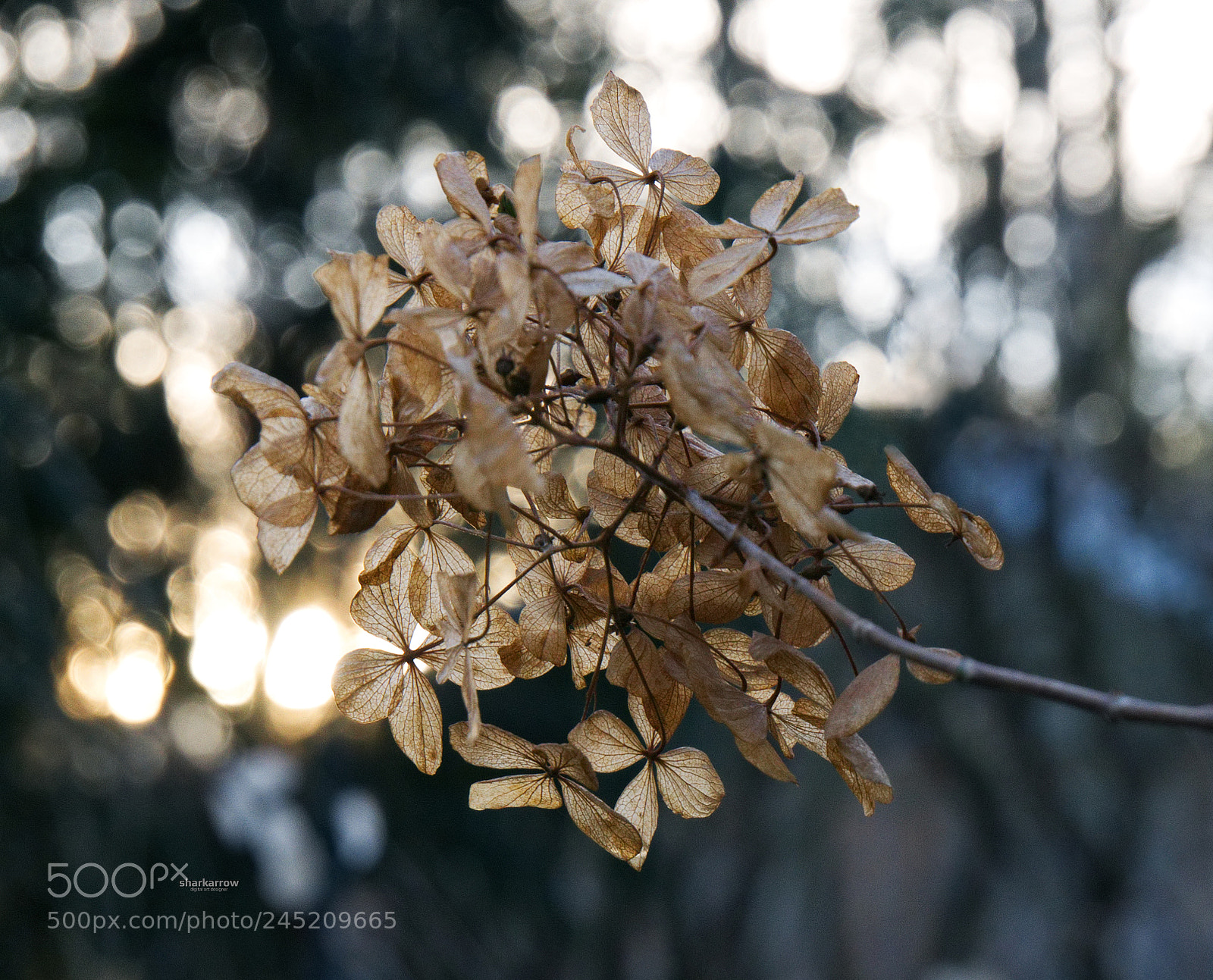 Panasonic Lumix DMC-G7 sample photo. Winter bouquet photography