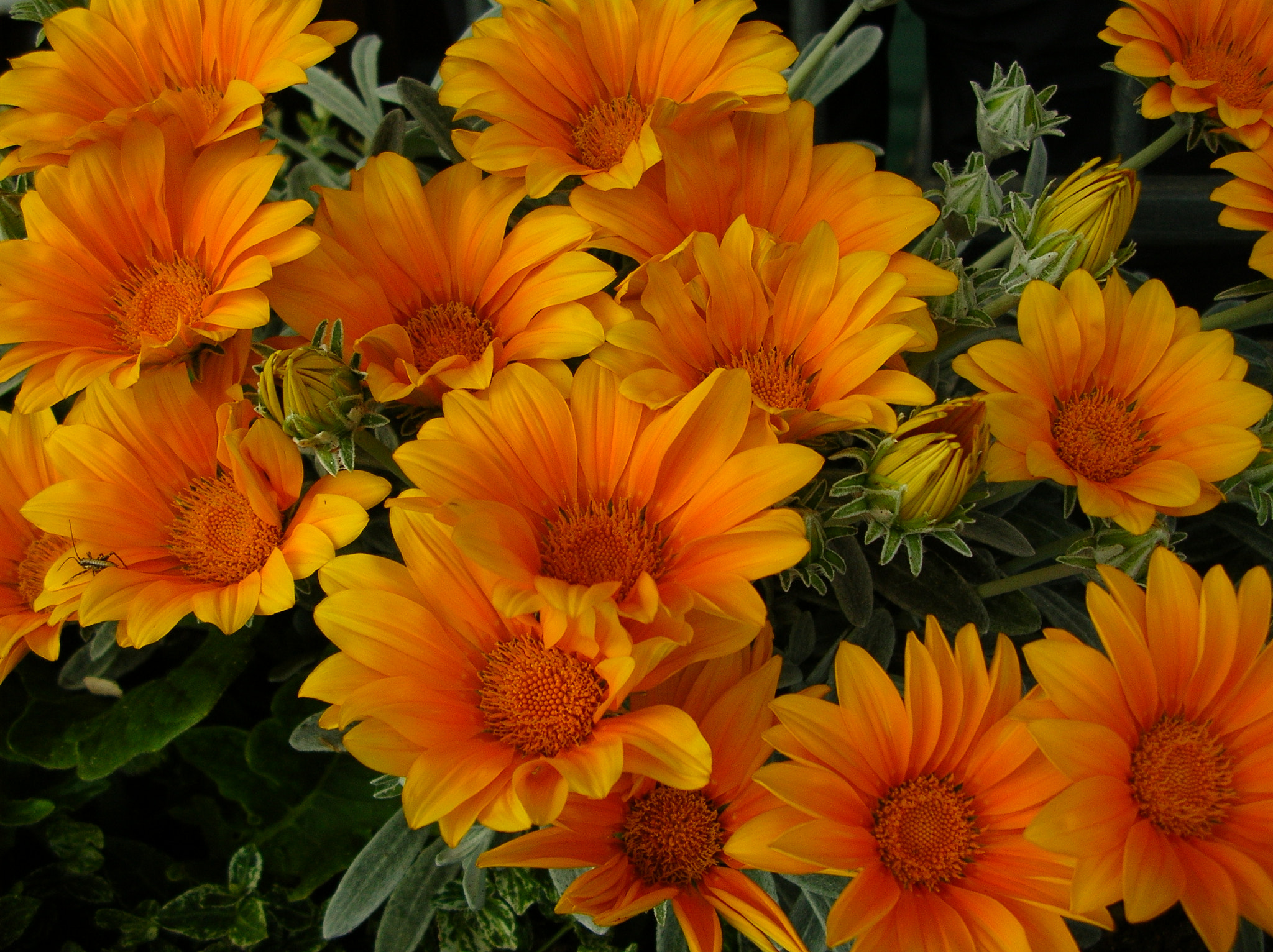Nikon E4100 sample photo. Orange colors photography