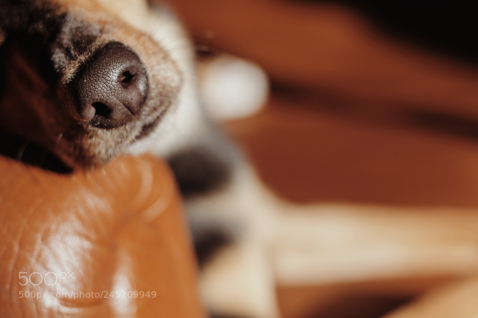 Canon EOS 60D sample photo. Dog photography