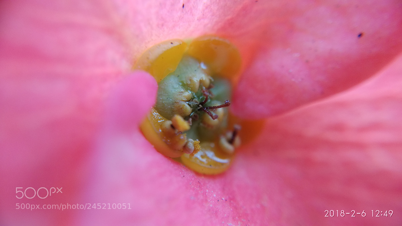 Xiaomi Redmi Note 4 sample photo. Pink flower photography