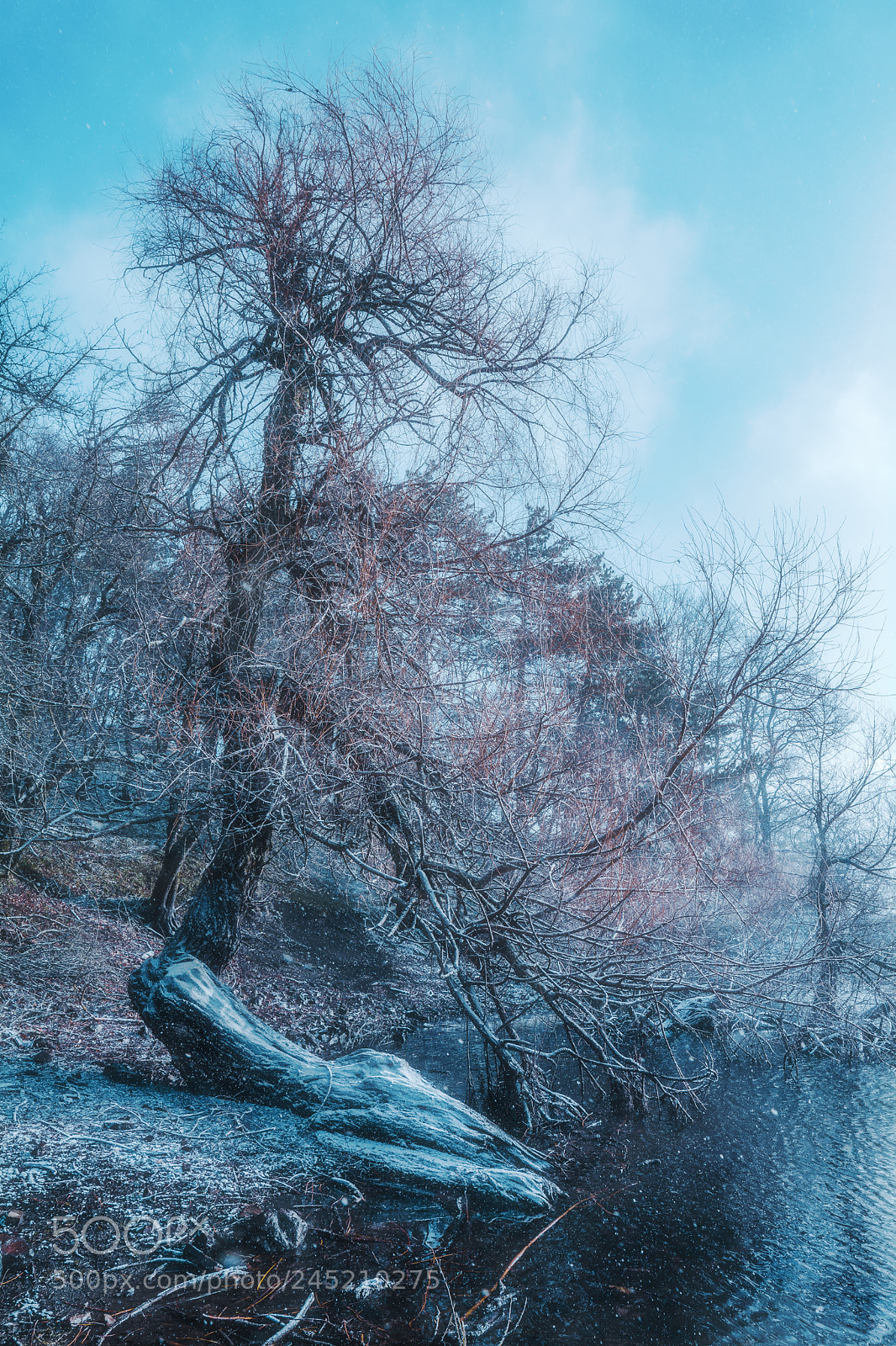 Nikon D7100 sample photo. Dreamy tree photography