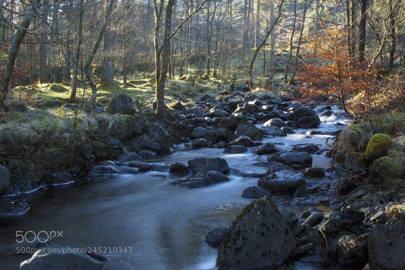 Canon EOS 550D (EOS Rebel T2i / EOS Kiss X4) sample photo. Fantasy forest photography