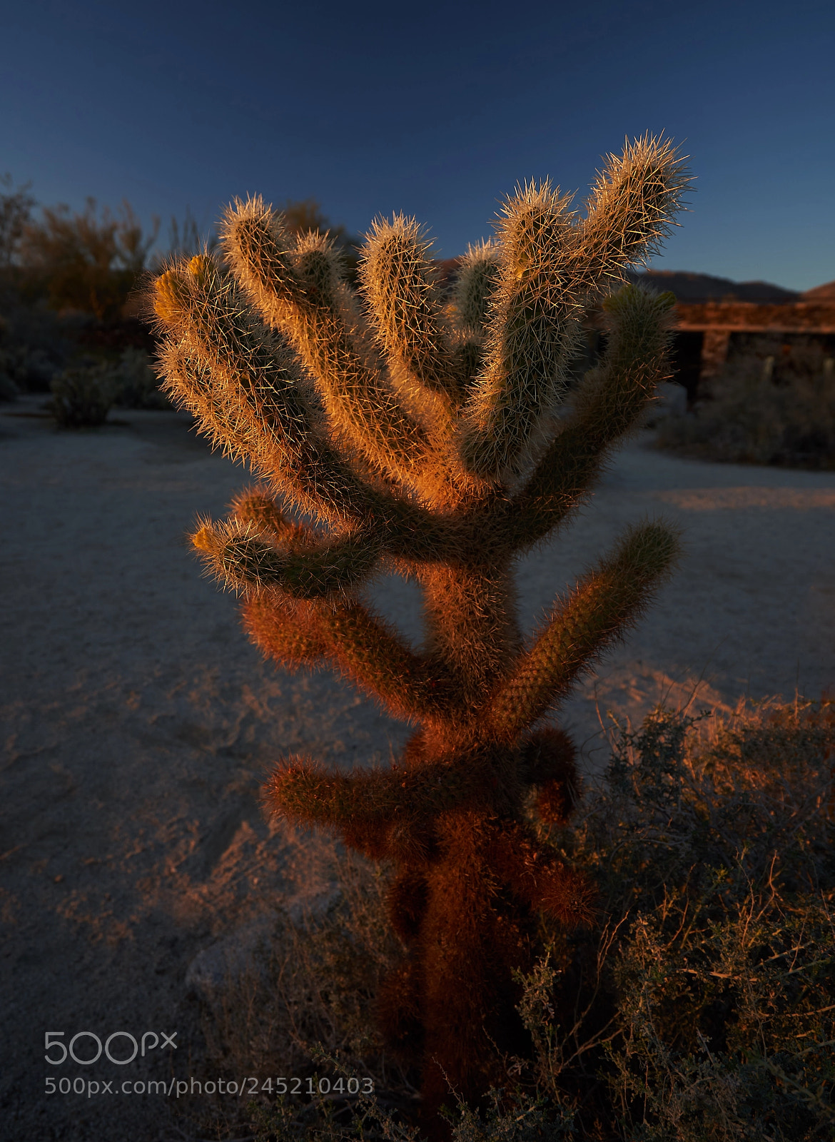 Sony a7R III sample photo. Anza borrego cactus photography