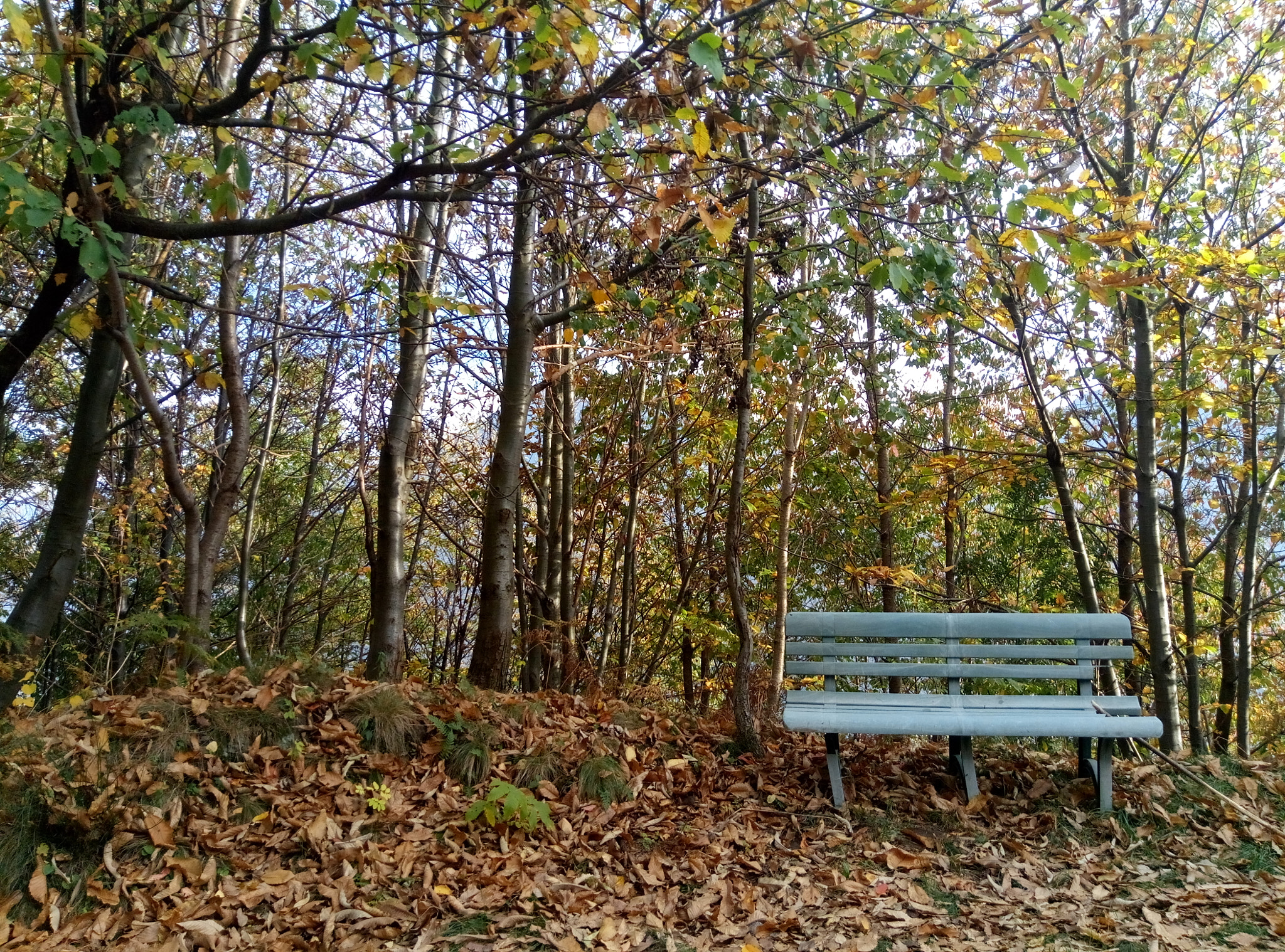 Meizu M3s sample photo. The bench of solitude photography