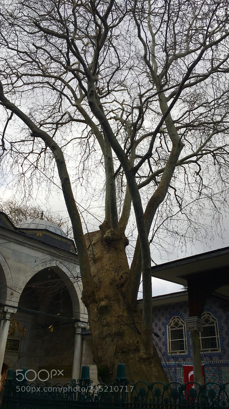 Apple iPhone 6s Plus sample photo. Old tree photography