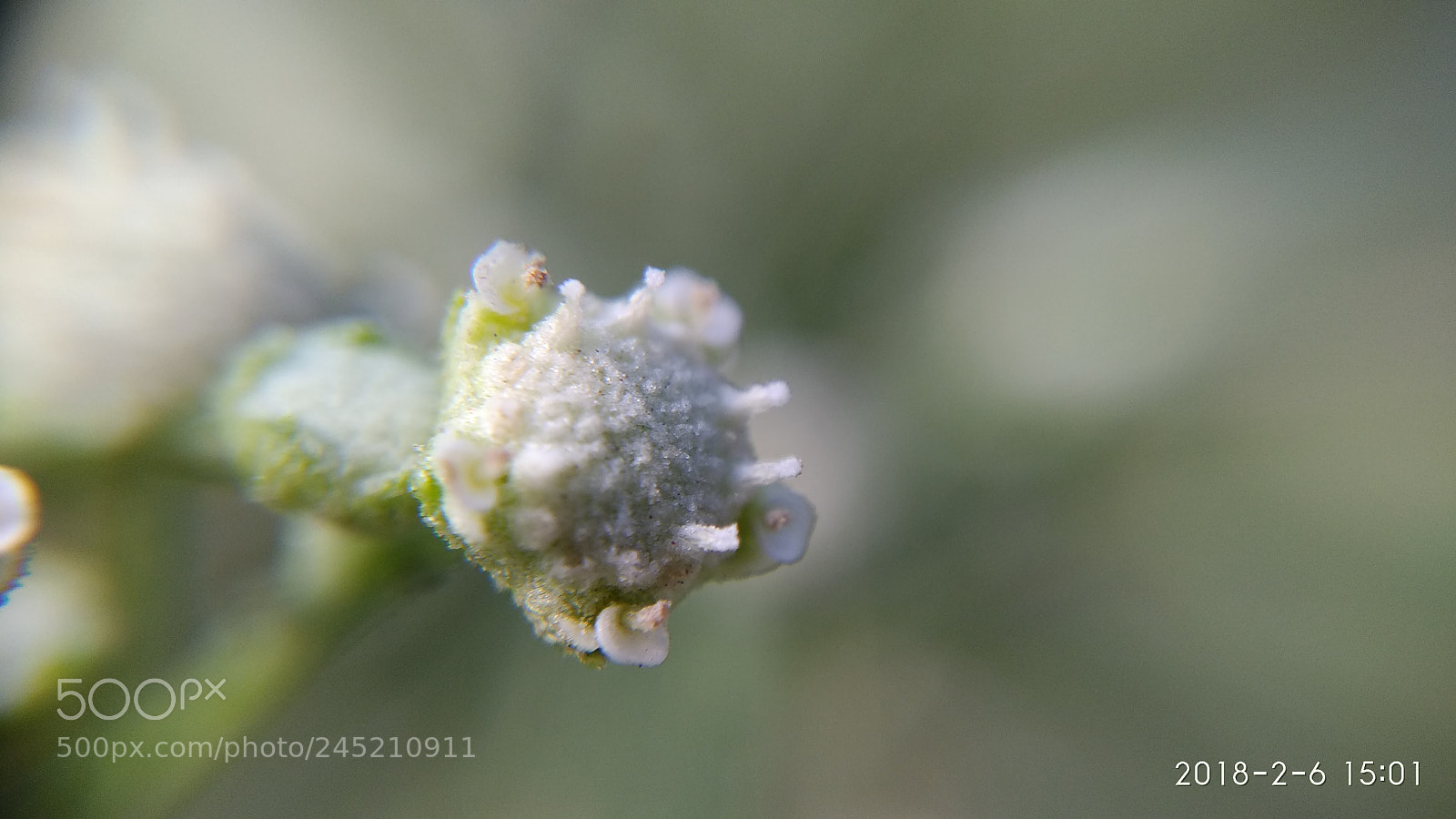 Xiaomi Redmi Note 4 sample photo. Parthenium hysterophorus photography