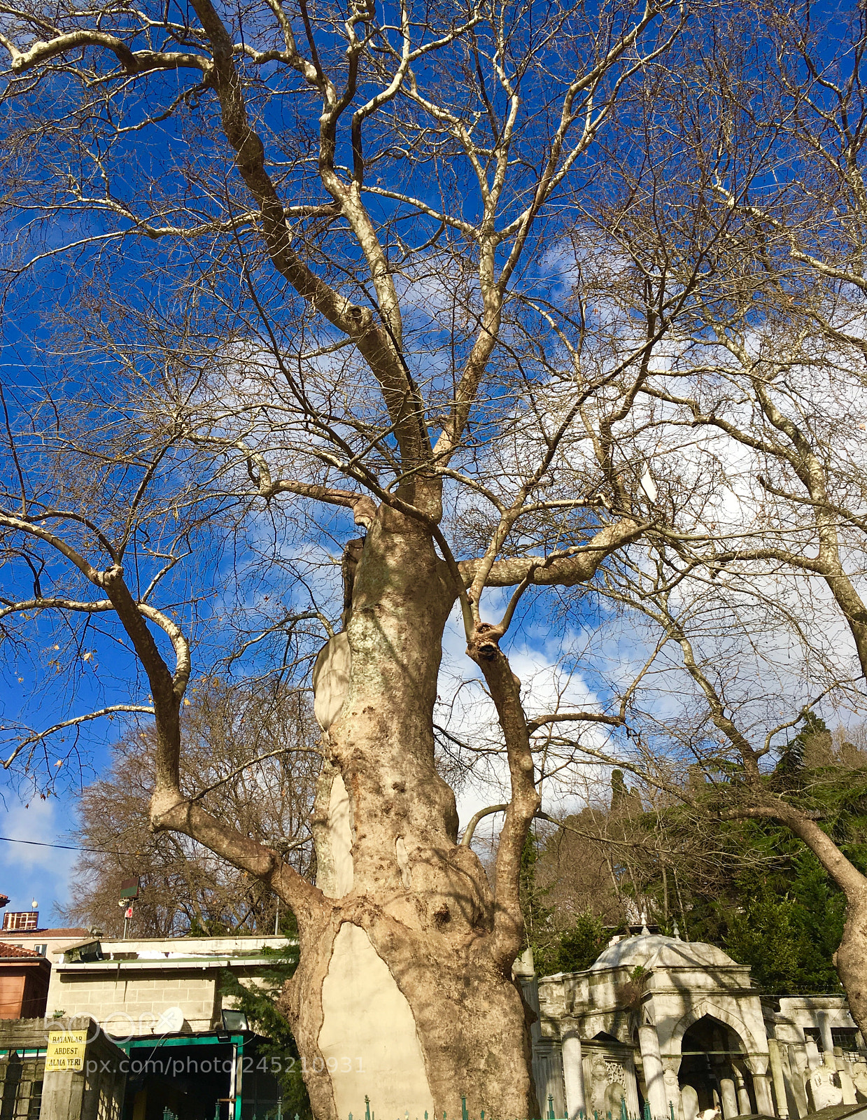 Apple iPhone 6s Plus sample photo. Amazing old tree photography