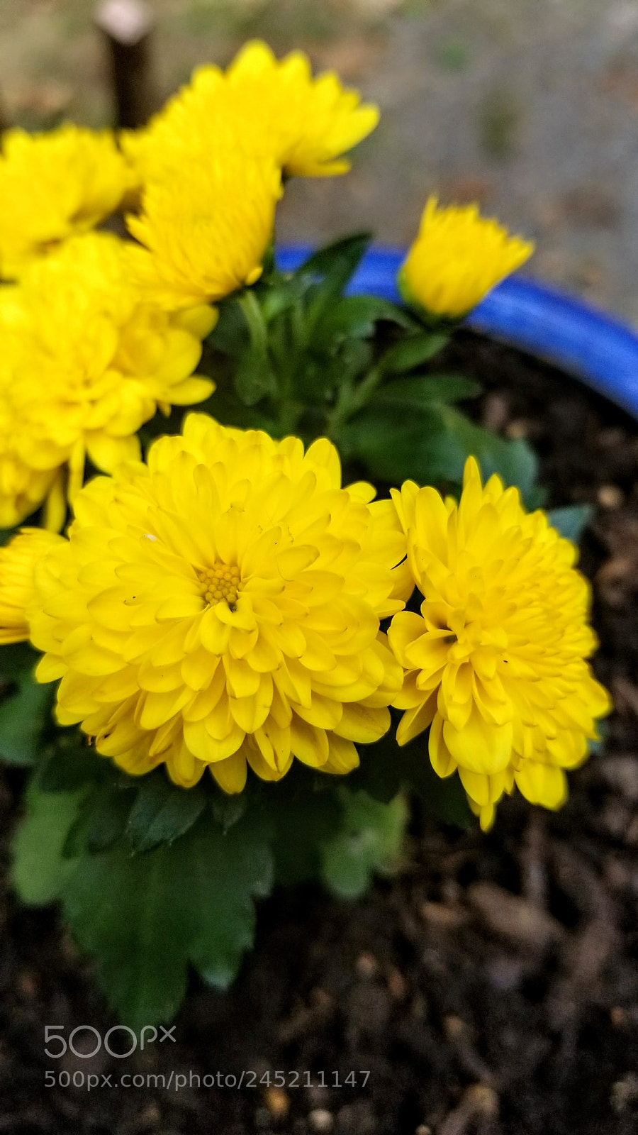 Samsung Galaxy S8 sample photo. 20171006_170509.jpg photography