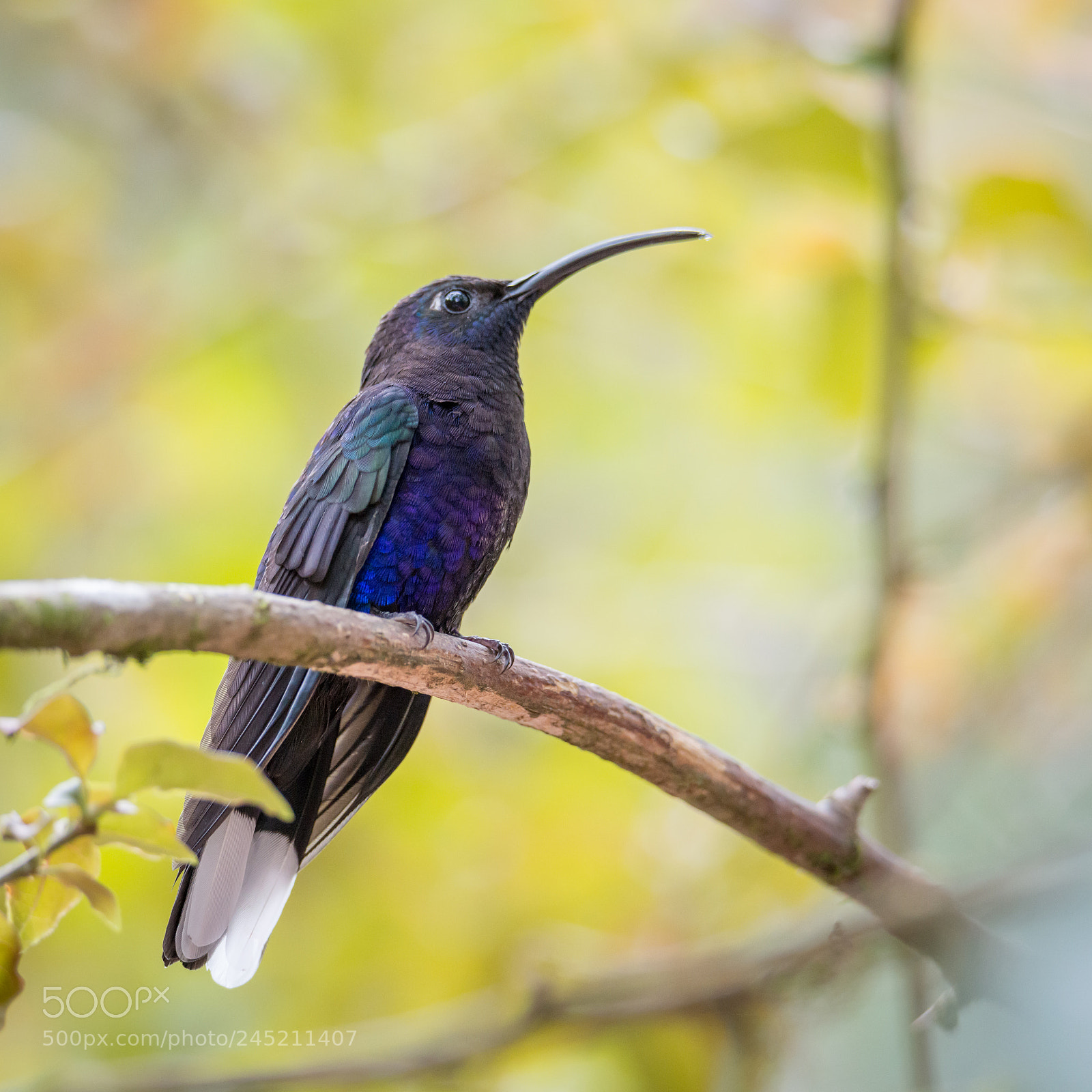 Nikon D800 sample photo. Hummingbird photography