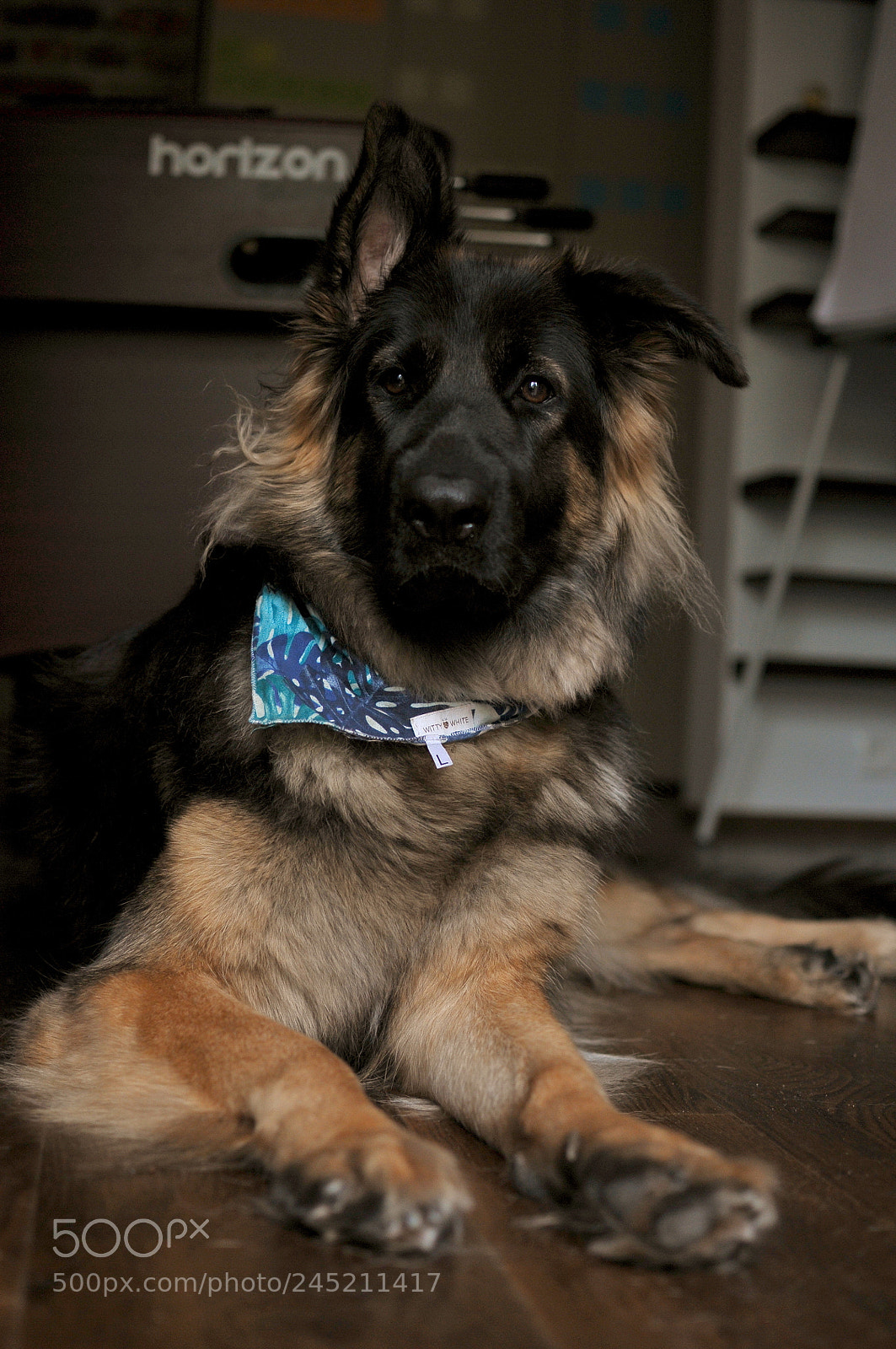 Nikon D300S sample photo. German shepherd photography