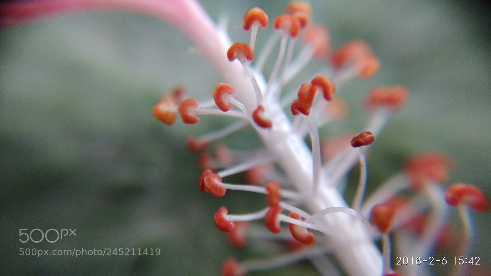 Xiaomi Redmi Note 4 sample photo. Anther of china rose photography
