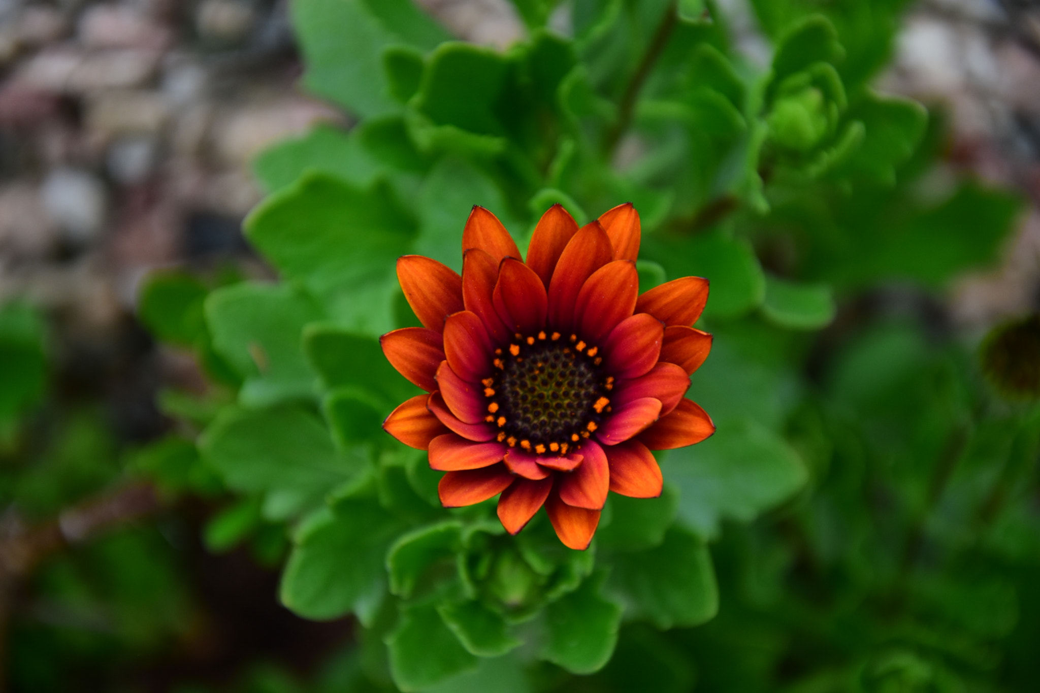Nikon D7200 sample photo