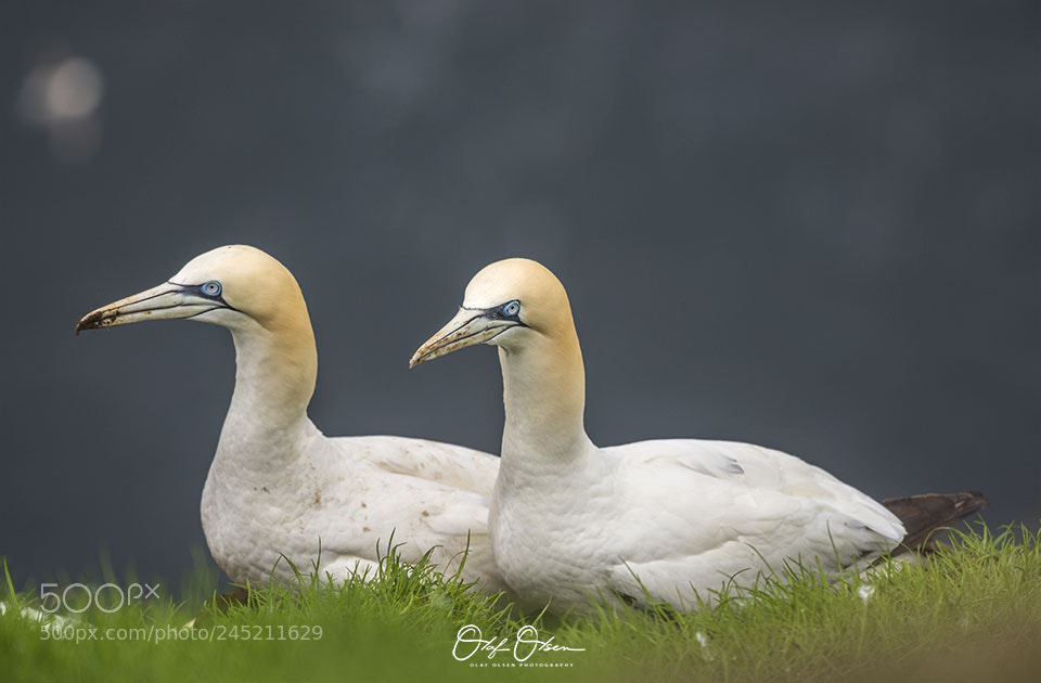 Nikon D600 sample photo. Gannets, mykines, faroe islands photography