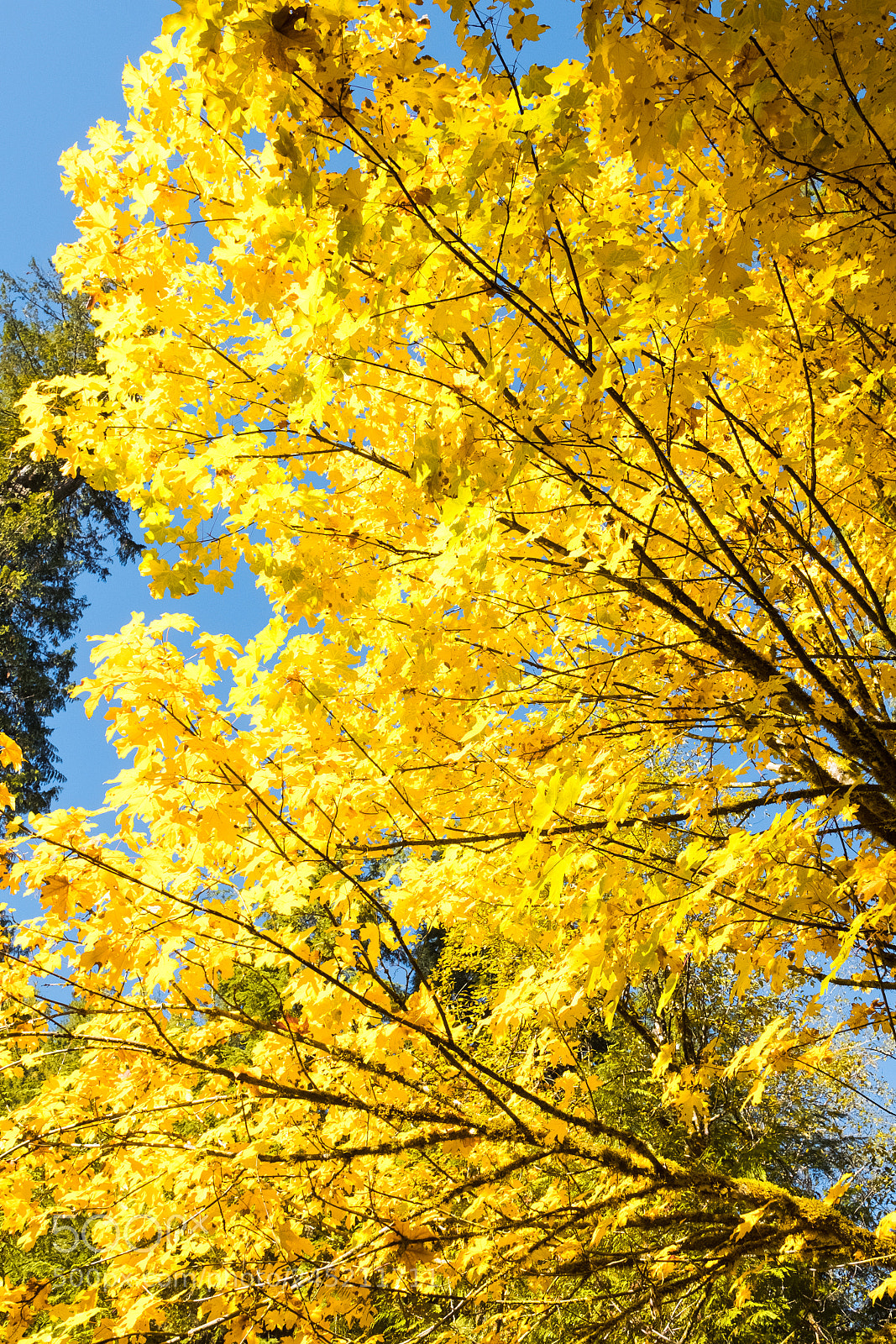 Fujifilm X-T2 sample photo. Tree in autumn photography