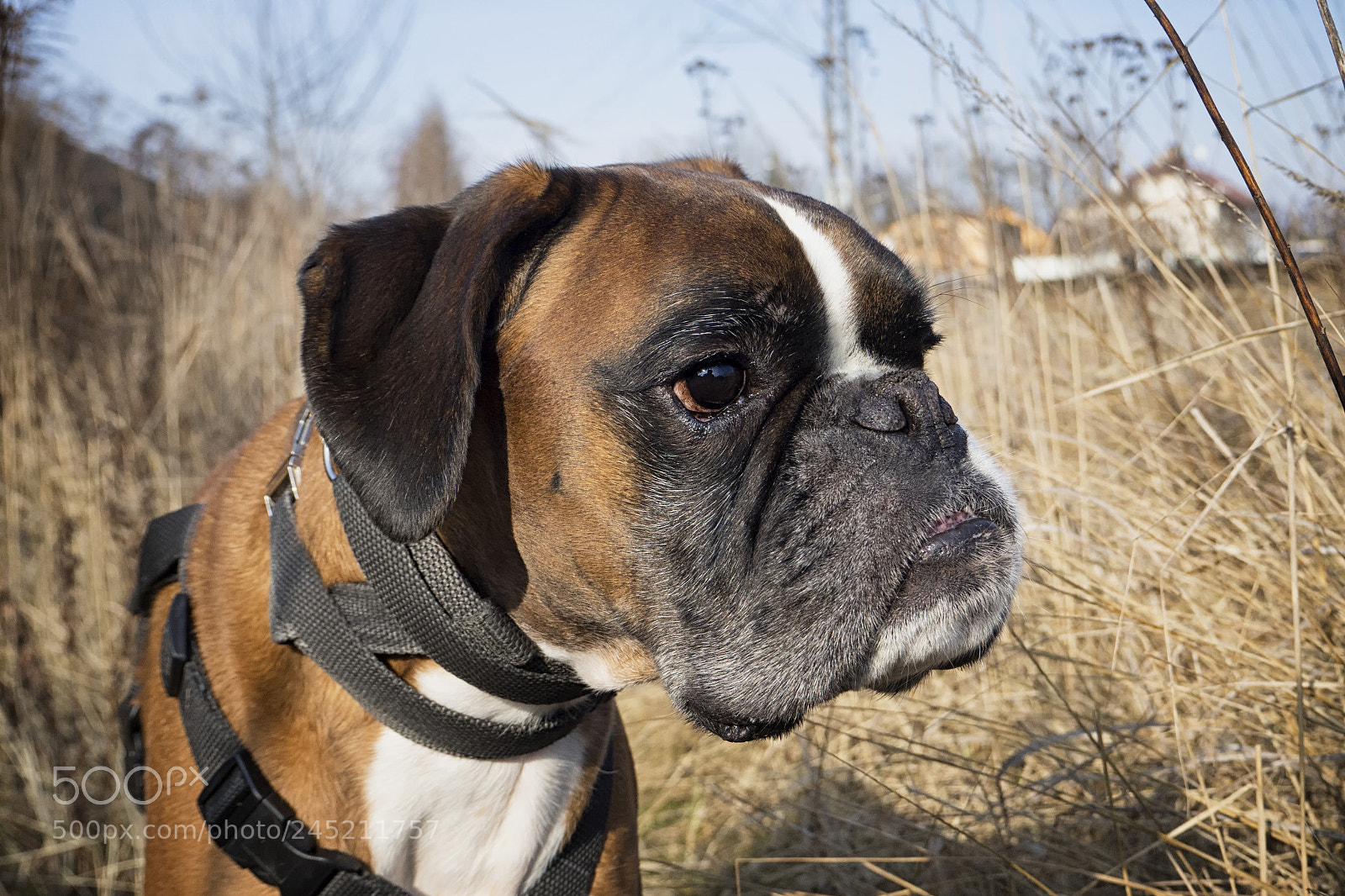 Olympus OM-D E-M10 sample photo. ....my love photography