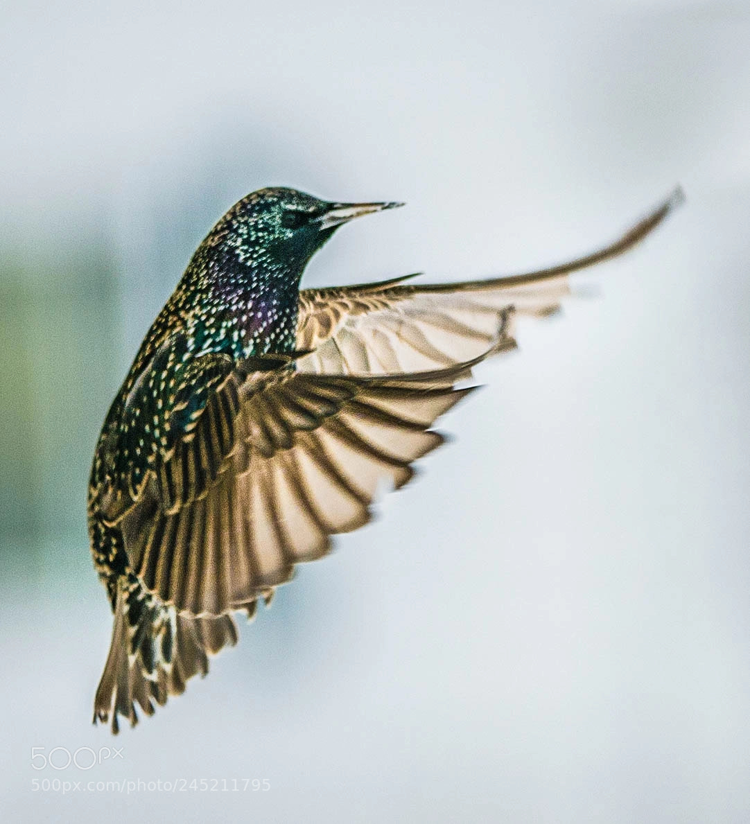 Nikon D4 sample photo. Starling flight photography